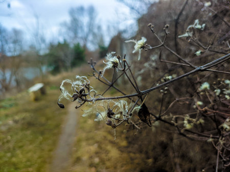 dry grass on the fence. white fluff on the grass. white seeds of dry grass.の写真素材