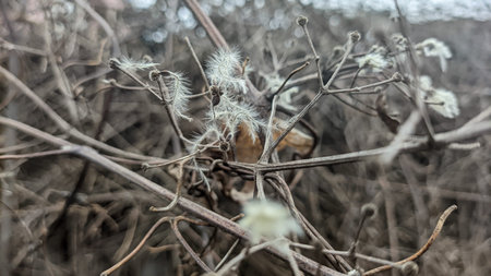 dry grass on the fence. white fluff on the grass. white seeds of dry grass.の写真素材
