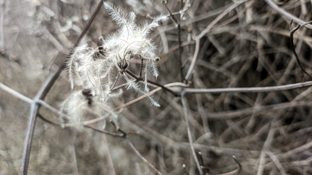 dry grass on the fence. white fluff on the grass. white seeds of dry grass.