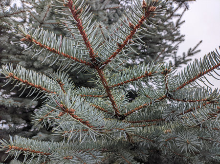 blue spruce. fir branches. Blue spruce branches in the park. Spruce, fir branches with needles. Christmas tree. Fresh beautiful young green tree with shallow needles. Close-up. Natural backgroundの写真素材