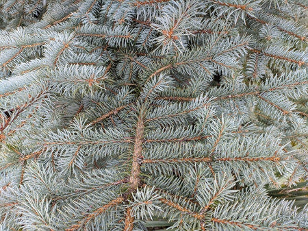blue spruce. fir branches. Blue spruce branches in the park. Spruce, fir branches with needles. Christmas tree. Fresh beautiful young green tree with shallow needles. Close-up. Natural backgroundの写真素材