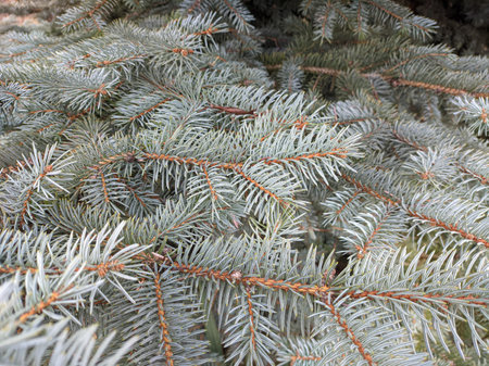 blue spruce. fir branches. Blue spruce branches in the park. Spruce, fir branches with needles. Christmas tree. Fresh beautiful young green tree with shallow needles. Close-up. Natural backgroundの写真素材