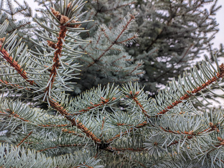 blue spruce. fir branches. Blue spruce branches in the park. Spruce, fir branches with needles. Christmas tree. Fresh beautiful young green tree with shallow needles. Close-up. Natural backgroundの写真素材