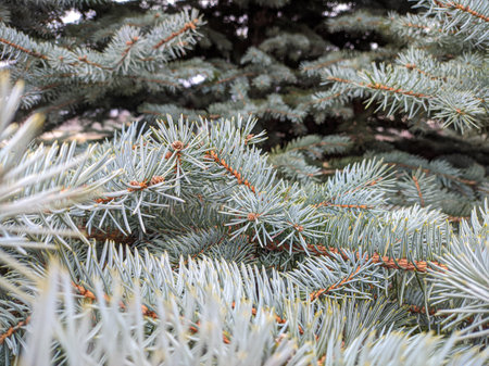 blue spruce. fir branches. Blue spruce branches in the park. Spruce, fir branches with needles. Christmas tree. Fresh beautiful young green tree with shallow needles. Close-up. Natural backgroundの写真素材