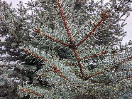 blue spruce. fir branches. Blue spruce branches in the park. Spruce, fir branches with needles. Christmas tree. Fresh beautiful young green tree with shallow needles. Close-up. Natural backgroundの写真素材