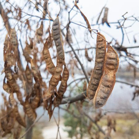 A tree with dangling seedpods. Sword like tall seedpods of a tree in the wind.の写真素材