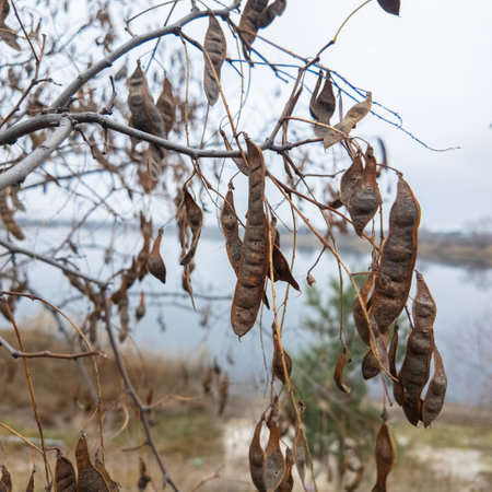 A tree with dangling seedpods. Sword like tall seedpods of a Catalpa tree in the wind, commonly also called catawba, is a genus of flowering plants in the family Bignoniaceaeの写真素材