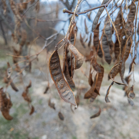 A tree with dangling seedpods. Sword like tall seedpods of a tree in the wind.の写真素材