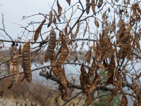 A tree with dangling seedpods. Sword like tall seedpods of a tree in the wind.の写真素材