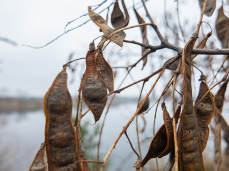 A tree with dangling seedpods. Sword like tall seedpods of a tree in the wind.の写真素材