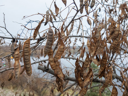 A tree with dangling seedpods. Sword like tall seedpods of a tree in the wind.の写真素材