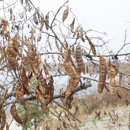 A tree with dangling seedpods. Sword like tall seedpods of a Catalpa tree in the wind, commonly also called catawba, is a genus of flowering plants in the family Bignoniaceaeの写真素材