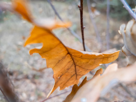 yellow autumn leaves on branches slow motion. slow motion video leaves falling. autumn oak leaves.