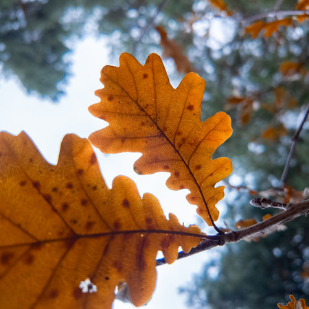 yellow autumn leaves on branches slow motion. slow motion video leaves falling. autumn oak leaves.の写真素材