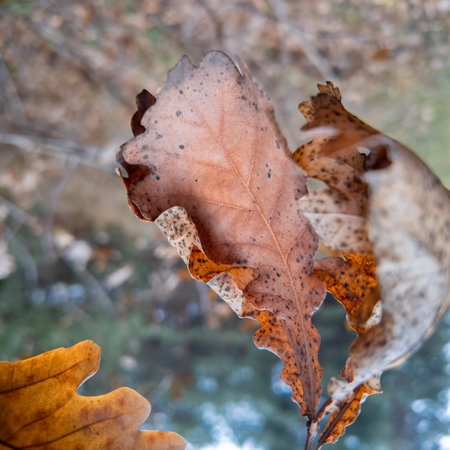 yellow autumn leaves on branches slow motion. slow motion video leaves falling. autumn oak leaves.の写真素材