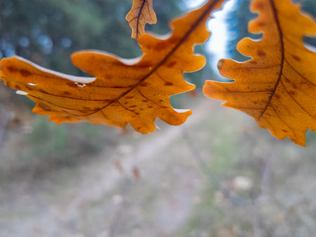 yellow autumn leaves on branches slow motion. slow motion video leaves falling. autumn oak leaves.の写真素材