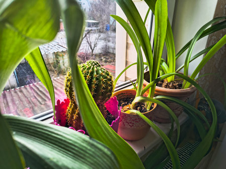 flowers in pots in the house. flowers on the windowsill. different flowers in pots on the window.の写真素材