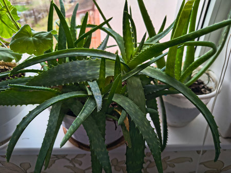 flowers in pots in the house. flowers on the windowsill. different flowers in pots on the window.の写真素材
