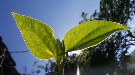 green leaf with a blue sky backgroundの写真素材