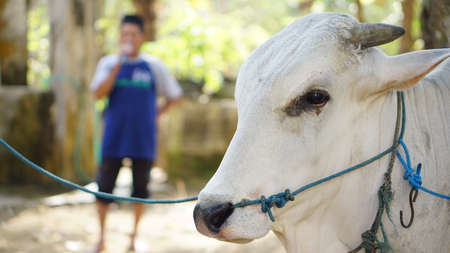 Yogyakarta, Indonesia - August 11th 2019: Eid al-Adha celebration. Muslim people help each other in slaughtering cow.  the Feast of Sacrifice or Qurban.のeditorial素材