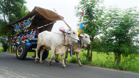 Yogyakarta, INDONESIA - August 13, 2020: The ox-cart crosses the paved road. Two white cows walked slowly pulling the cartのeditorial素材