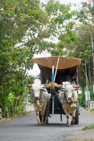 牛車 の写真素材 イメージマート