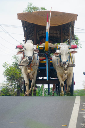 Yogyakarta, INDONESIA - August 13, 2020: The ox-cart crosses the paved road. Two white cows walked...