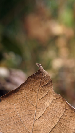 Dry brown teak leaf texture