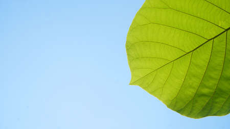 Textured green teak leaves against a light blue sky backgroundの写真素材