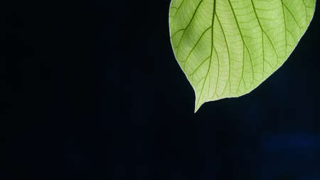 Textured green teak leaves against a dark backgroundの写真素材