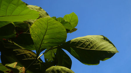 Textured green teak leaves against a blue sky backgroundの写真素材
