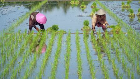 Yogyakarta, INDONESIA. October 28, 2020: Farmers are planting rice in the fieldsのeditorial素材
