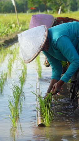 Yogyakarta, INDONESIA. October 28, 2020: Farmers are planting rice in the fieldsの写真素材