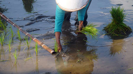 Yogyakarta, INDONESIA. October 28, 2020: A farmer are planting rice in the fieldsの写真素材