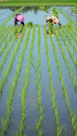 Yogyakarta, INDONESIA. October 28, 2020: Farmers are planting rice in the fieldsのeditorial素材