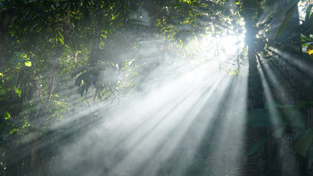 Morning sunshine through the leaves and trees. Light smoke makes a dramatic impression