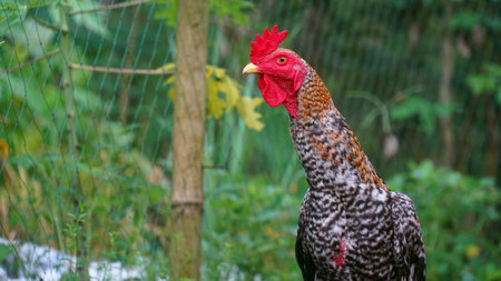 A rooster, red comb. Focus selected, background blur
