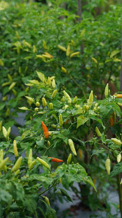 Red chilies and green chilies growing on trees on farm, focus selectedの写真素材
