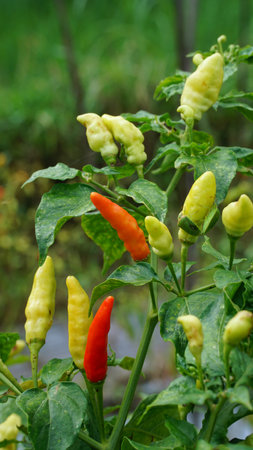 Red chilies and green chilies growing on trees on farm, focus selected
