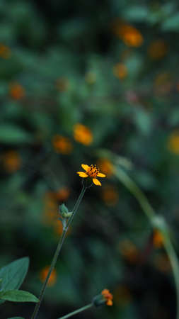 Bipinnata bidens flower in orange color on blur background. Focus selectedの写真素材