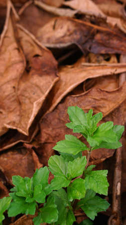 Plants with green leaves, dry leaves background blur, focus selectedの写真素材