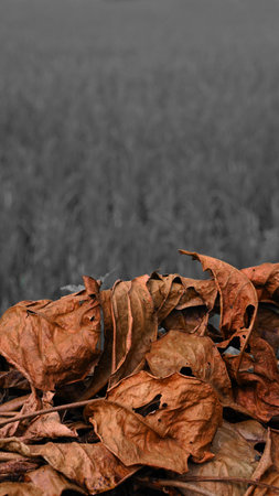 Piles of dried leaves are brown with a gray background. Focus selected. There is space for your text. Can be used for background design materialの写真素材