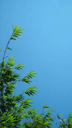 Bamboo leaves with blue sky background, there is space for your text designの写真素材