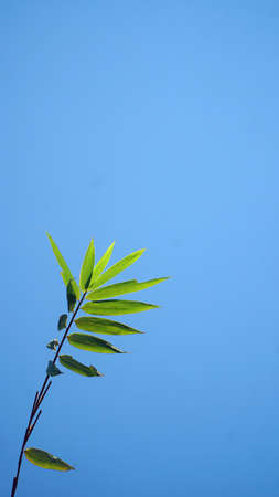 Bamboo leaves with blue sky background, there is space for your text designの写真素材