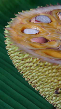Slices of jackfruit on a banana leaf background. Focus selectedの写真素材