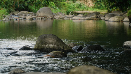 River with stones in the middleの写真素材