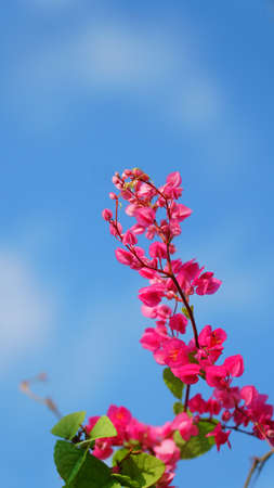 Pink flowers on a blue sky background. Antigonon leptopus, Mexican creeper. Focus selectedの写真素材