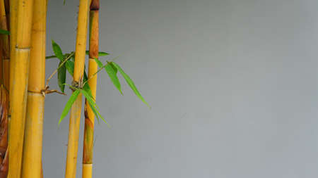 Yellow bamboo tree trunk. Gray backgroundの写真素材
