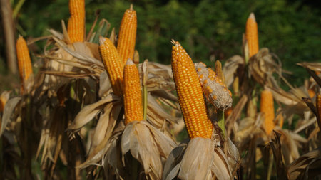 Corn plants on the Cornfield. The corn is peeling. Focus selected, blur background