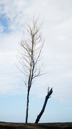 Dry pine tree without leaves. White clouds and blue sky background. Focus selectedの写真素材